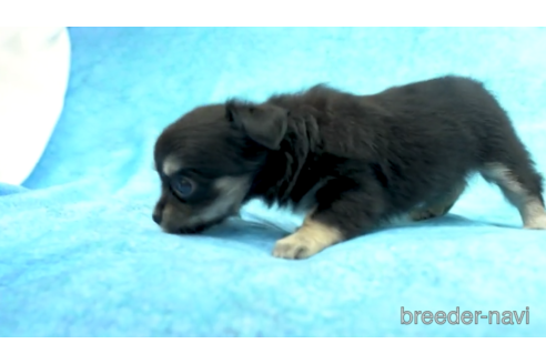 成約済の東京都のチワワ(ロングコート)-154174の5枚目